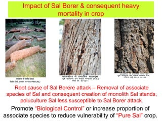 Impact of Sal Borer & consequent heavy
mortality in crop
Promote “Biological Control” or increase proportion of
associate species to reduce vulnerability of “Pure Sal” crop.
Root cause of Sal Borere attack – Removal of associate
species of Sal and consequent creation of monolith Sal stands,
poluculture Sal less susceptible to Sal Borer attack.
 