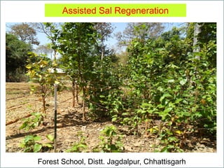 Assisted Sal Regeneration
Forest School, Distt. Jagdalpur, Chhattisgarh
 