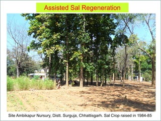 Assisted Sal Regeneration
Site Ambikapur Nursury, Distt. Surguja, Chhattisgarh. Sal Crop raised in 1984-85
 