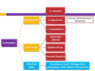 S. mansoni

                                                Human schistosomiasis/
             Schistosomes    S. japonic...