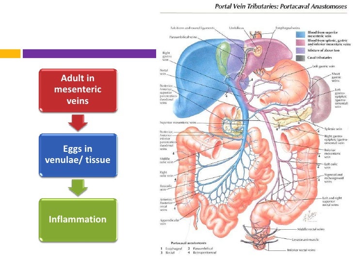 RNT lecture schistosomiasis 2012 pdf small