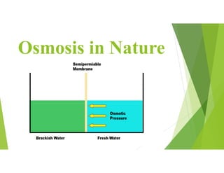 Osmosis in Nature
 
