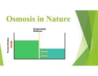 Osmosis in Nature
 