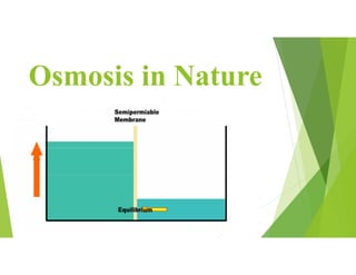 Osmosis in Nature
 