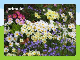 primule
 
