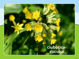 ciuboțica-
cucului
 