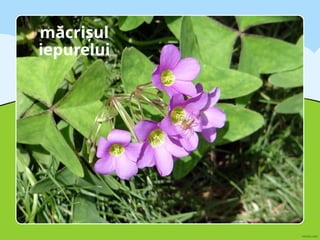 măcrișul
iepurelui
 