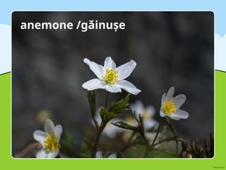 anemone /găinușe
 