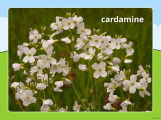 cardamine
 