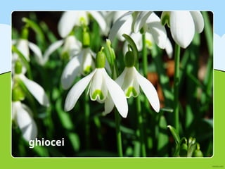 ghiocei
 