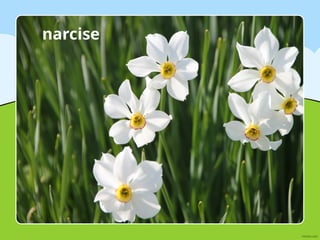 narcise
 