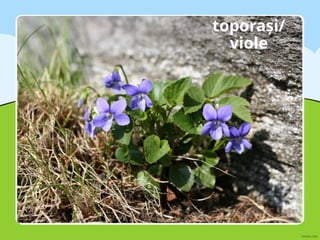 toporași/
viole
 