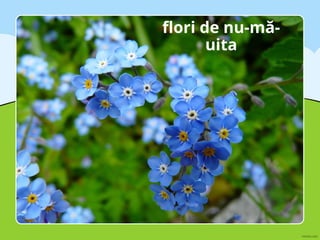 flori de nu-mă-
uita
 