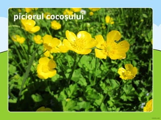 piciorul cocoșului
 