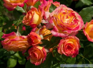 10The Rose Park of Timisoara
 