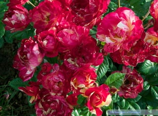 13The Rose Park of Timisoara
 