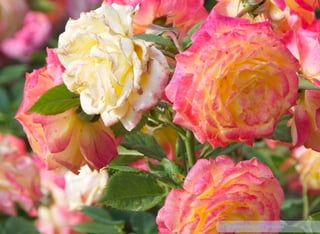 14The Rose Park of Timisoara
 