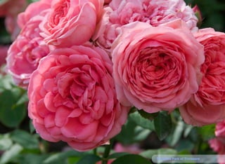 15The Rose Park of Timisoara
 