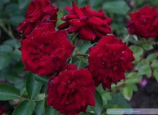 16The Rose Park of Timisoara
 