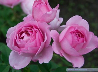 20The Rose Park of Timisoara
 