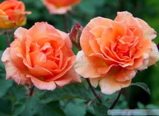 21The Rose Park of Timisoara
 