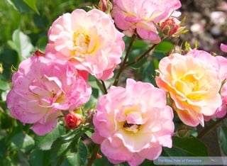 22The Rose Park of Timisoara
 