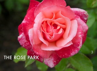 THE ROSE PARK
3
 