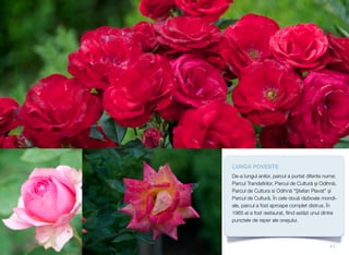 LUNGA POVESTE
De-a lungul anilor, parcul a purtat diferite nume:
Parcul Trandaﬁrilor, Parcul de Cultură şi Odihnă,
Parcul de Cultura si Odihnă "Ștefan Plavat" și
Parcul de Cultură. În cele două războaie mondi-
ale, parcul a fost aproape complet distrus. În
1965 el a fost restaurat, ﬁind astăzi unul dintre
punctele de reper ale orașului.
11
 