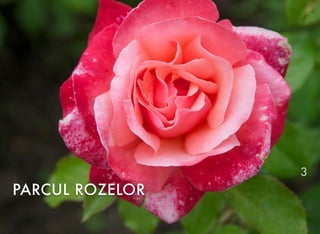 PARCUL ROZELOR
3
 