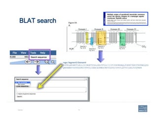 BLAT search
Example 74
>vgsc-­‐Segment3-­‐DomainII	
  
RVFKLAKSWPTLNLLISIMGKTVGALGNLTFVLCIIIFIFAVMGMQLFGKNYTEKVTKFKWSQDG
Q...