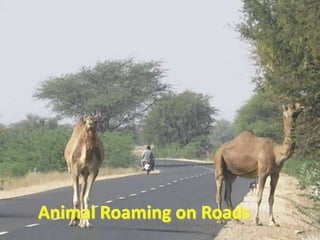 Animal Roaming on Roads

 