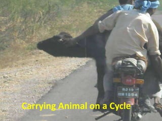 Carrying Animal on a Cycle

 