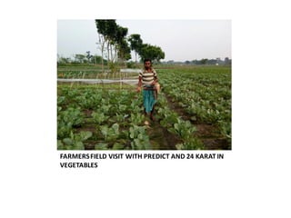 FARMERSFIELD VISIT WITH PREDICT AND 24 KARAT IN
VEGETABLES
 