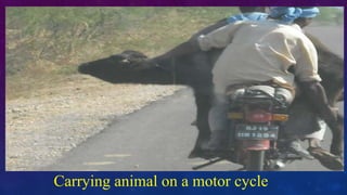 Carrying animal on a motor cycle
 