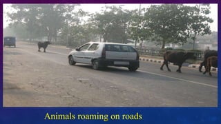 Animals roaming on roads
 