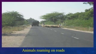Animals roaming on roads
 