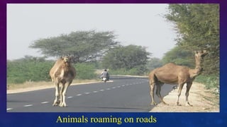 Animals roaming on roads
 