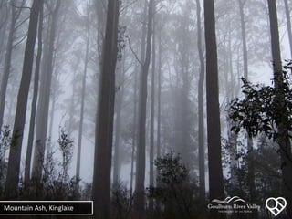 Mountain Ash, Kinglake
 