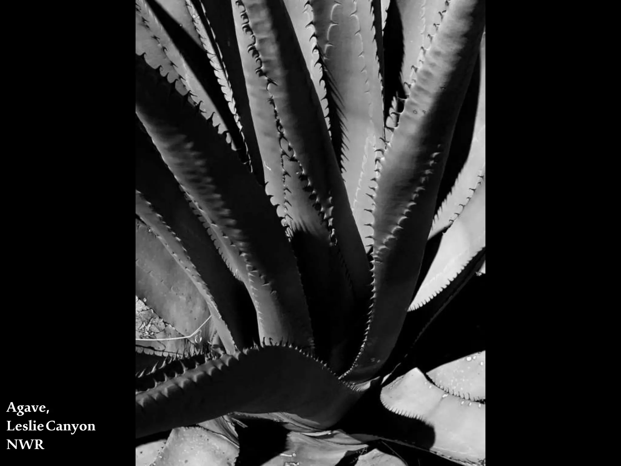 Agave,
LeslieCanyon
NWR