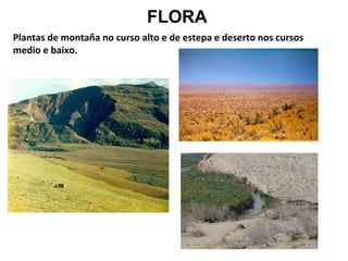 FLORA
Plantas de montaña no curso alto e de estepa e deserto nos cursos
medio e baixo.

 