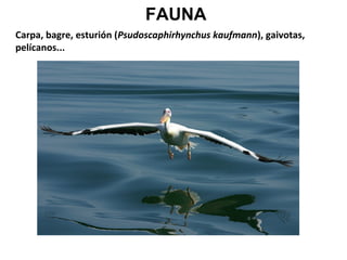 FAUNA
Carpa, bagre, esturión (Psudoscaphirhynchus kaufmann), gaivotas,
pelícanos...

 
