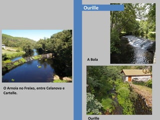 Ourille
O Arnoia no Freixo, entre Celanova e
Cartelle.
Ourille
A Bola
 