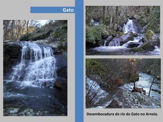 Gato
Desembocadura do río do Gato no Arnoia.
 