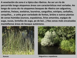 A vexetación da zona é a típica das ribeiras. Ao ser un río de
percorrido longo atopamos áreas con características moi variadas. Ao
longo do curso do río atopamos bosques de ribeira con salgueiros,
amieiras, freixos, avelairas, loureiros, sanguiños, estripos, carballos,
cerquiños... e unha gran variedade de fentos, brións e outras plantas
de zonas húmidas (xuncos, espadainas, lirios amarelos, espigas de
auga, oucas, lentellas de auga, pe de boi...) Nas zonas máis encaixadas
mantéñense áreas de bosque autóctono.
Xuncos Salgueiros e espadanas
 