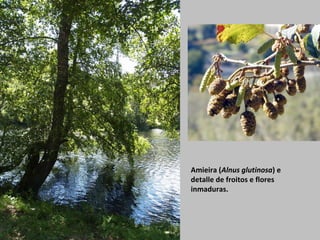 Amieira (Alnus glutinosa) e
detalle de froitos e flores
inmaduras.
 