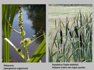 Espadaina (Typha latifolia).
Atópase á beira das augas quedas.
Platanaria
(Sparganium neglectum)
 
