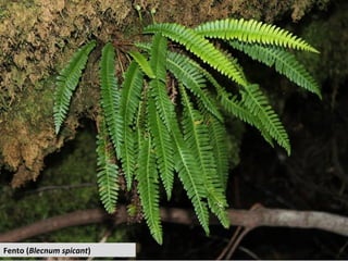 Fento (Blecnum spicant)
 