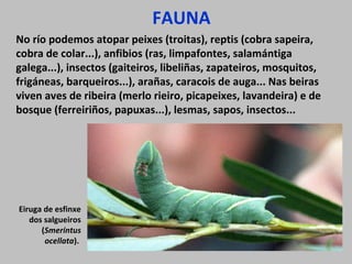 FAUNA
No río podemos atopar peixes (troitas), reptis (cobra sapeira,
cobra de colar...), anfibios (ras, limpafontes, salamántiga
galega...), insectos (gaiteiros, libeliñas, zapateiros, mosquitos,
frigáneas, barqueiros...), arañas, caracois de auga... Nas beiras
viven aves de ribeira (merlo rieiro, picapeixes, lavandeira) e de
bosque (ferreiriños, papuxas...), lesmas, sapos, insectos...
Eiruga de esfinxe
dos salgueiros
(Smerintus
ocellata).
 