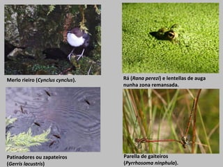 Merlo rieiro (Cynclus cynclus). Rá (Rana perezi) e lentellas de auga
nunha zona remansada.
Patinadores ou zapateiros
(Gerris lacustris)
Parella de gaiteiros
(Pyrrhosoma ninphula).
 