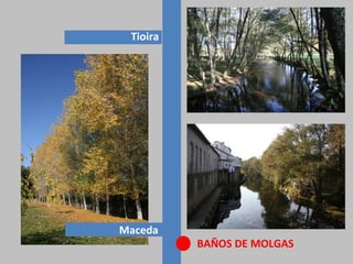 BAÑOS DE MOLGAS
Maceda
Tioira
 